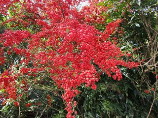 トキワサンザシ